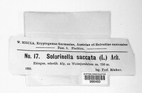 Solorina saccata image